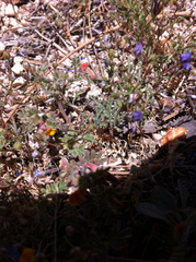 Acmispon brachycarpus