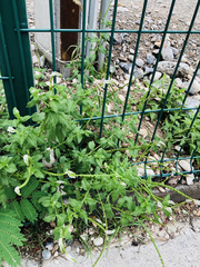 Heliotropium angiospermum