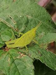 Sphenarium purpurascens