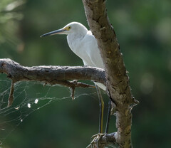 Egretta thula