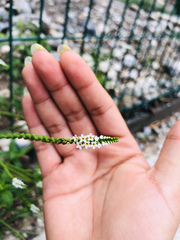 Heliotropium angiospermum