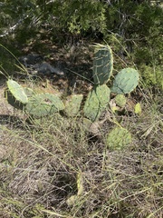 Opuntia engelmannii
