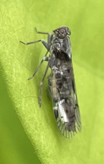Melanoliarus aridus
