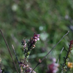 Odontites vulgaris