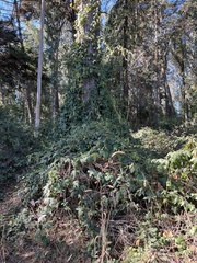 Passiflora tarminiana