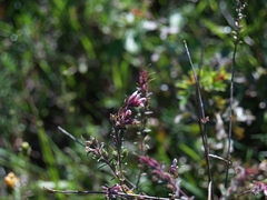 Odontites vulgaris