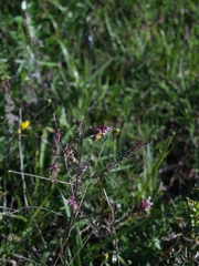 Odontites vulgaris