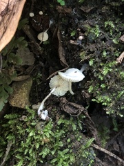 Lactocollybia