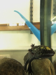 Ambystoma mexicanum