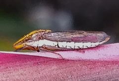 Proconiini