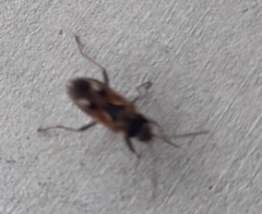 Rhyparochromus vulgaris