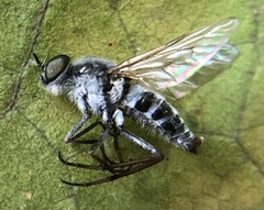 Therevidae
