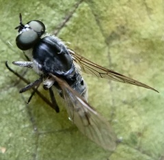 Therevidae