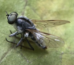 Therevidae