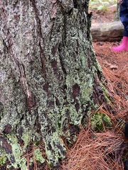 Hypocenomyce scalaris