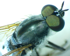 Therevidae
