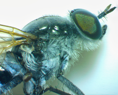 Therevidae