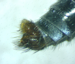 Therevidae