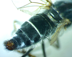 Therevidae