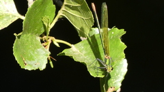 Calopteryx