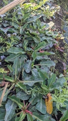 Heliotropium curassavicum