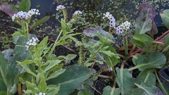 Heliotropium curassavicum