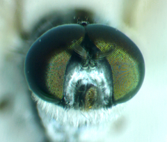 Therevidae