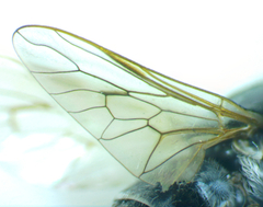 Therevidae
