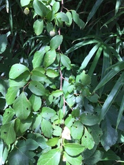 Styrax japonicus