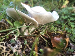 Clitocybe rivulosa