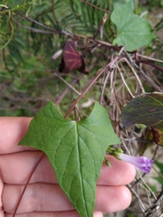Ipomoea dumetorum