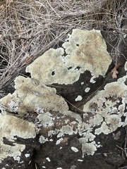 Protoparmeliopsis muralis