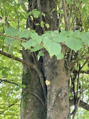 Tilia × europaea