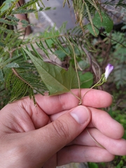 Ipomoea dumetorum