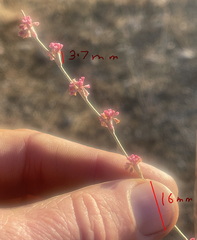 Eriogonum roseum