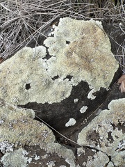 Protoparmeliopsis muralis