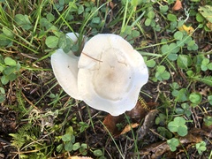 Clitocybe rivulosa