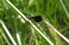 Calopteryx haemorrhoidalis