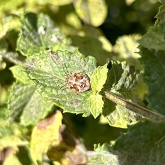 Thyanta pallidovirens