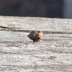 Clastoptera obtusa