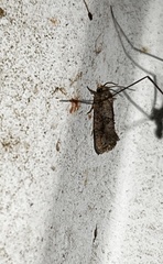 Acrolophus piger
