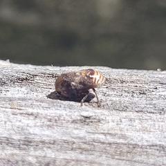 Clastoptera obtusa