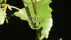 Calopteryx