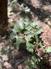 Berberis trifoliolata