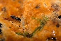 Proctotrupomorpha