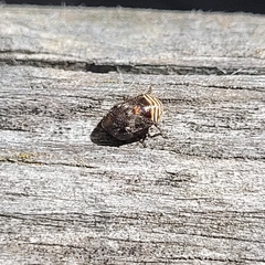 Clastoptera obtusa