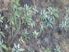 Agave infiernilloensis