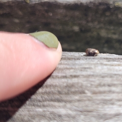 Clastoptera obtusa