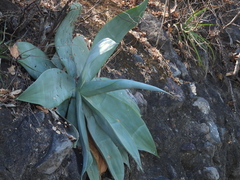 Agave infiernilloensis
