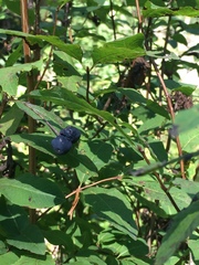 Lonicera nigra